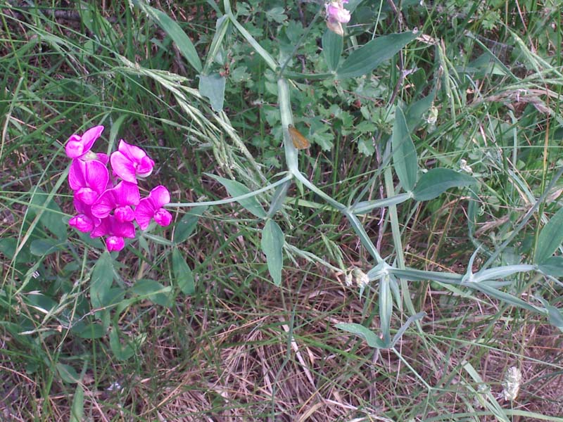 Fabaceae: Lathyrus sylvestris